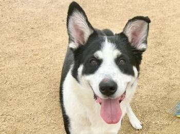 Mixed Breed Dogs Available for Adoption - Hutson | PetCurious