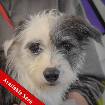 Dojo -  Shih Tzu and Corgi Dog for Adoption in Huntley, Illinois - Dojo | PetCurious