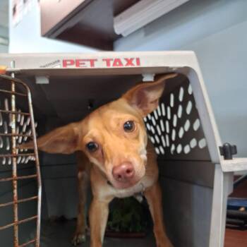 Hazel -  Chihuahua Dog for Adoption in Gautier, Mississippi - Hazel | PetCurious