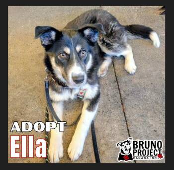 Mixed Breed and Husky Dogs Available for Adoption in St. Catharines, Ontario - Ella | PetCurious