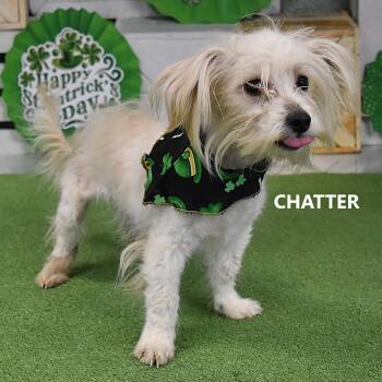 Toto -  Mixed Breed Dog for Adoption in Yuma, Arizona - Toto | PetCurious