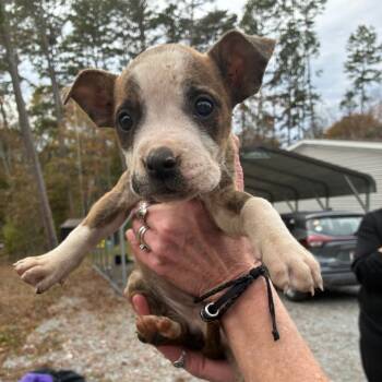 Rescue Mixed Breed Dogs for Adoption in Chattanooga, Tennessee - Lyra | PetCurious
