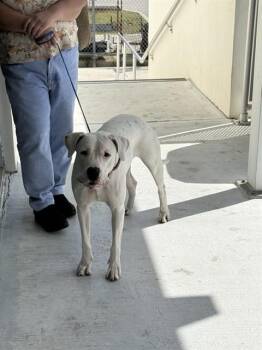 Dogo Argentino Dogs Available for Adoption - SUNSHINE | PetCurious