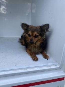 Chihuahua Dogs Available for Adoption in Houston, Texas - A656623 | PetCurious