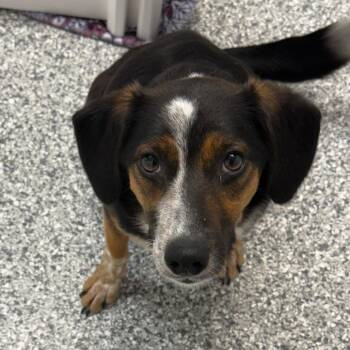 Sugar Mama -  Beagle and Mixed Breed Dog for Adoption in St. Peters, Missouri - Sugar Mama | PetCurious