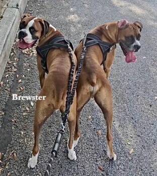 Brewster II -  Boxer Dog for Adoption in Hewitt, Texas - Brewster II | PetCurious