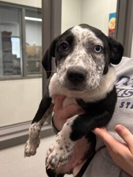 Daphne -  Cattle Dog Dog for Adoption in Gautier, Mississippi - Daphne | PetCurious