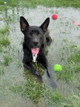 Rescue German Shepherd Dog and Mixed Breed Dogs for Adoption in Columbus, Indiana - Perry | PetCurious