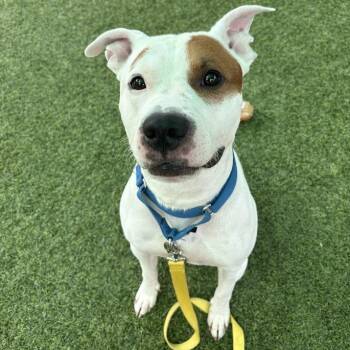 Twinkie -  Pit Bull Terrier and Mixed Breed Dog for Adoption in Pittsburgh, Pennsylvania - Twinkie | PetCurious
