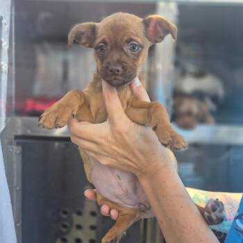 Beanie Baby -  Brussels Griffon Dog for Adoption in Wahiawa, Hawaii - Beanie Baby | PetCurious