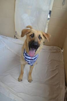 Paddle -  German Shepherd Dog Dog for Adoption in Mckinney, Texas - Paddle | PetCurious