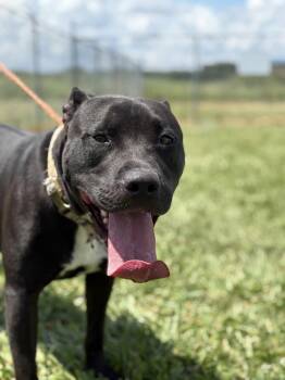 Rescue Pit Bull Terrier Dogs for Adoption in Washington Court House, Ohio - Ford | PetCurious