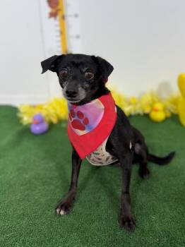 Susy-One of our Amazing Rescue Dogs -  Chihuahua and Rat Terrier Dog for Adoption in Carlsbad, California - Susy-One Of Our Amazing Rescue Dogs | PetCurious