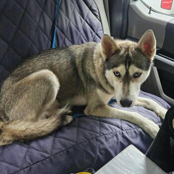Husky Dogs Available for Adoption in Lake Jackson, Texas - Forest | PetCurious