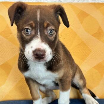 Venus -  Shepherd Dog Available for Adoption in Bethel, Connecticut - Venus | PetCurious