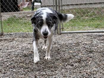 Australian Shepherd Dogs Available for Adoption in Bonners Ferry, Idaho - Millie | PetCurious