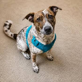 Red -  Cattle Dog and Mixed Breed Dog for Adoption in Houston, Texas - Red | PetCurious