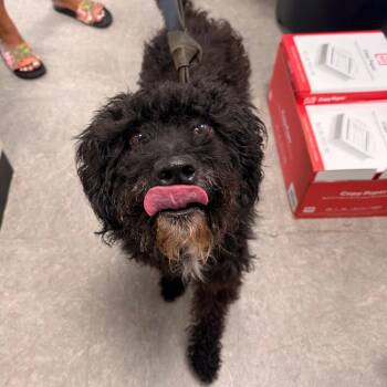 Jetti -  Mixed Breed Dog for Adoption in Philadelphia, Pennsylvania - Jetti | PetCurious
