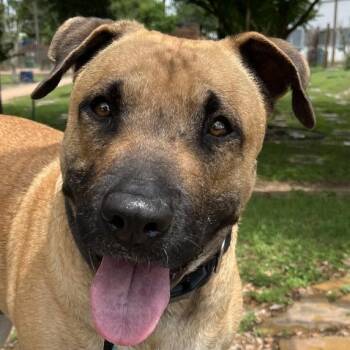 Sunshine -  Shar Pei and Pit Bull Terrier Dog for Adoption in Beaumont, Texas - Sunshine | PetCurious