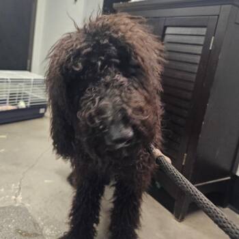Colette -  Poodle and Mixed Breed Dog for Adoption in Tampa, Florida - Colette | PetCurious
