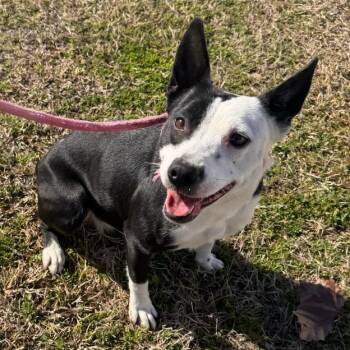 Mixed Breed Dogs Available for Adoption - Cherry | PetCurious