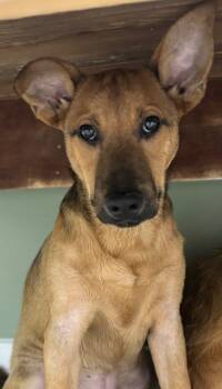 Rescue Shepherd and Mixed Breed Dogs for Adoption in Carthage, Missouri - Crowley | PetCurious