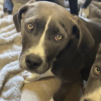 Labrador Retriever Dogs Available for Adoption in Hinesville, Georgia - Bailey | PetCurious