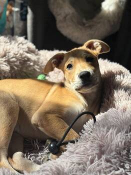 Debbie -  Boxer Dog for Adoption in Whittier, California - Debbie | PetCurious