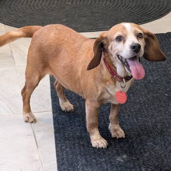 DeeDee -  Beagle and Mixed Breed Dog for Adoption in Nowata, Oklahoma - DeeDee | PetCurious