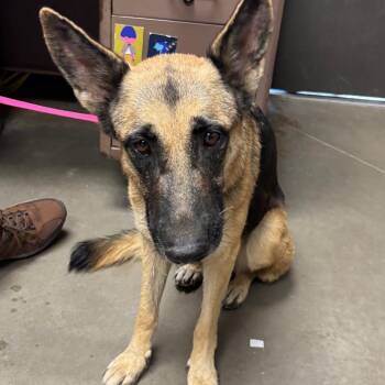 Zoey -  German Shepherd Dog Dog for Adoption in Yuma, Arizona - Zoey | PetCurious