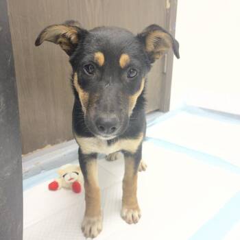 Cocoa -  Mixed Breed Dog for Adoption in Bismarck, North Dakota - Cocoa | PetCurious