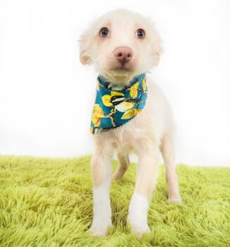 Cardinal -  Chihuahua Dog for Adoption in Phoenix, Arizona - Cardinal | PetCurious
