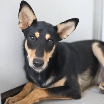 Rescue German Shepherd Dog Dogs for Adoption in Plato Center, Illinois - Tito | PetCurious