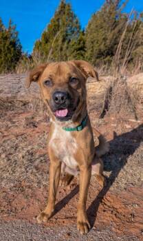 Rescue Labrador Retriever Dogs for Adoption in Oklahoma City, Oklahoma - DIESEL 457944 PleaseReadMyStory.I