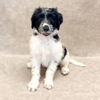 1187 (2026) Lola -  Goldendoodle and Mixed Breed Dog for Adoption in Parker, Colorado - 1187 (2026) Lola | PetCurious