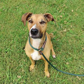 Yuna -  Mixed Breed Dog for Adoption in Chattanooga, Tennessee - Yuna | PetCurious