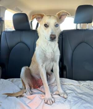 Labrador Retriever Dogs Available for Adoption in Pflugerville, Texas - Winter | PetCurious