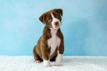 Mixed Breed Dogs Available for Adoption - Sparkle | PetCurious