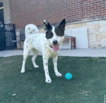Australian Cattle Dog Blue Heeler and Terrier Dogs Available for Adoption - Pom Pom | PetCurious