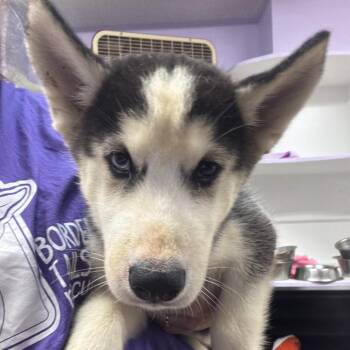 Todd -  Husky Dog for Adoption in Northbrook, Illinois - Todd | PetCurious
