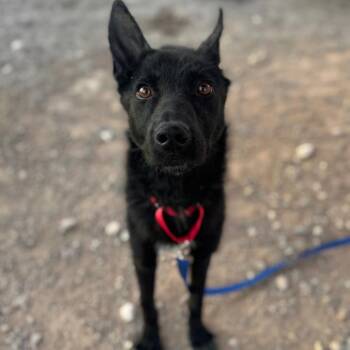 German Shepherd Dog and Mixed Breed Dogs Available for Adoption in Las Vegas, Nevada - Onyx | PetCurious
