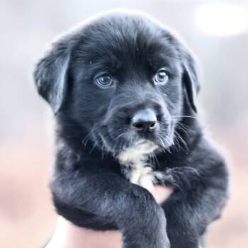 Rescue Mixed Breed Dogs for Adoption in Stormville, New York - CT Mitchell Avail Nov 29 | PetCurious