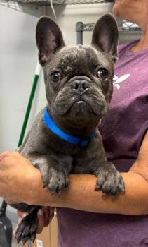 Quincy -  French Bulldog Dog for Adoption in Sorrento, Louisiana - Quincy | PetCurious
