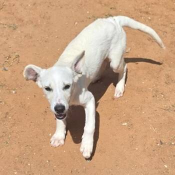 Abilene -  Labrador Retriever Dog for Adoption in Otisfield, Maine - Abilene | PetCurious