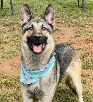 Rescue German Shepherd Dog and Mixed Breed Dogs for Adoption in Seneca, South Carolina - Pablo $125 | PetCurious