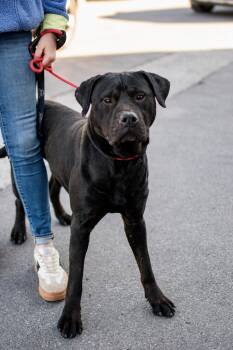 Rottweiler and Presa Canario Dogs Available for Adoption - Samuel | PetCurious