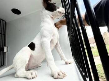 Pit Bull Terrier and Mixed Breed Dogs Available for Adoption in Houston, Texas - A654247 | PetCurious