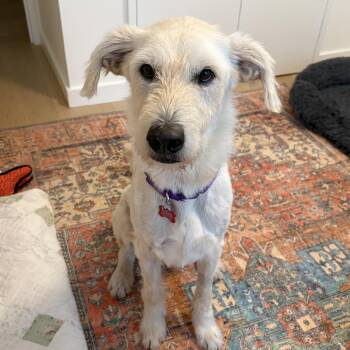 Eloise -  Labradoodle Dog for Adoption - Eloise | PetCurious
