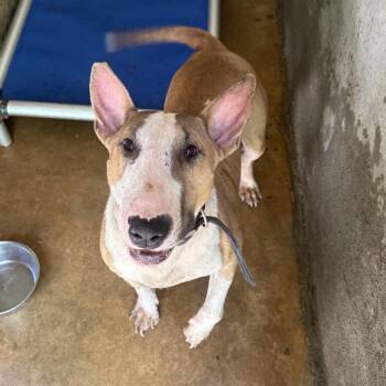Mr. Man -  Bull Terrier and Mixed Breed Dog for Adoption in Tuscaloosa, Alabama - Mr. Man | PetCurious