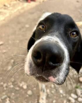 Pointer Dogs Available for Adoption - Available For Adoption - Ferrari/Ari (NY, USA) | PetCurious